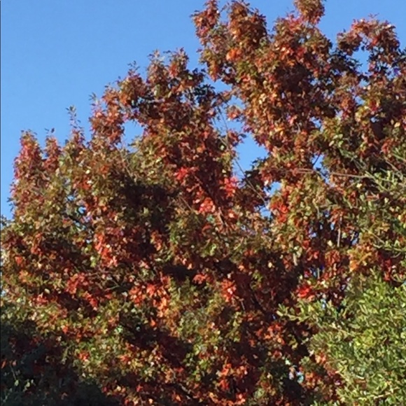 Meet your Posher, Angela - Picture 1 of 1